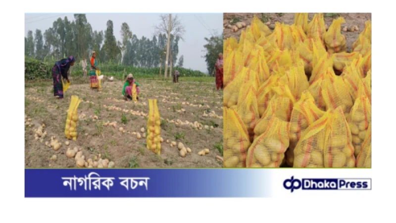 মালয়েশিয়া-নেপাল যাচ্ছে কুড়িগ্রামের আলু, দামে অসন্তুষ্ট চাষী 