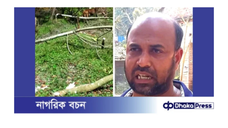 জমিজমা নিয়ে বিরুদ্ধের জেরে প্রতিপক্ষের ৫০টি ফলজ গাছ কাটলেন ভাদড়ার মিন্টু