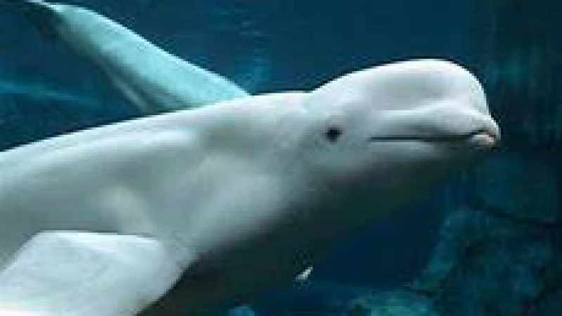 সুইডেনের উপকূলে দেখা গেছে বেলুগা তিমি