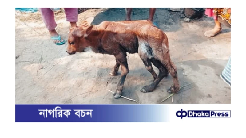 হোমনায় ৬ পা বিশিষ্ট বাছুরের জন্ম