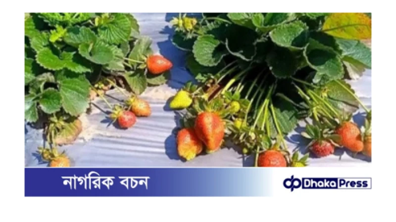 তিস্তার চরে স্ট্রবেরি চাষে পুঁজি হারাতে বসেছে কৃষক