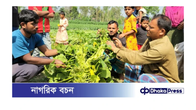 কুমড়া গাছের ডগা দু-মুখো সাপের আকৃতি দেখতে উৎসুক জনতার ভিড়