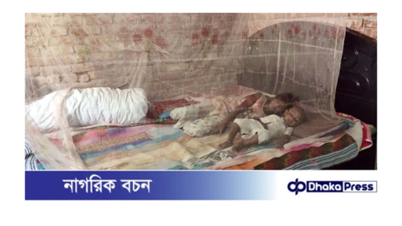 চারঘাটে মশার কামুড়ে নাজাহাল, নিয়ন্ত্রনে কার্যকর ব্যবস্থা চায় চারঘাট উপজেলা বাসী