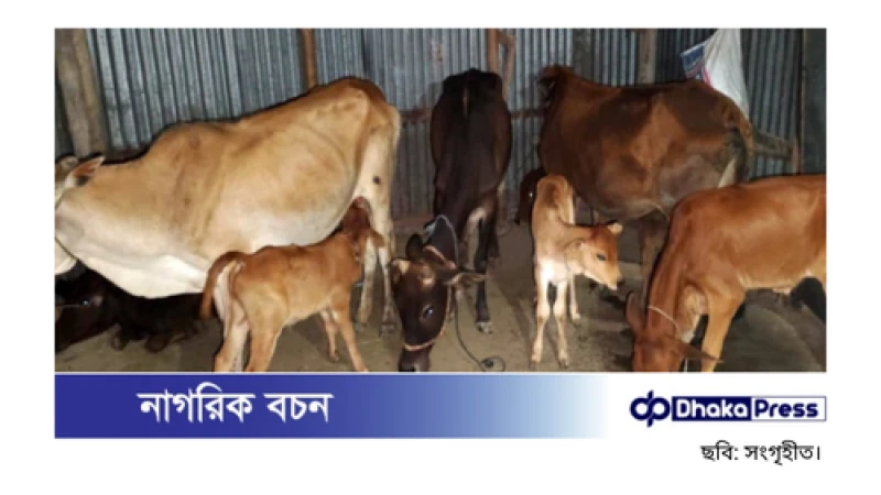 বিএনপি নেতার বাড়ি থেকে উদ্ধার হলো লুটের ১৯টি গরু