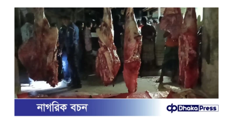 বড়াইগ্রামে মরা গরু জবাই করে মাংস বিক্রির অভিযোগ