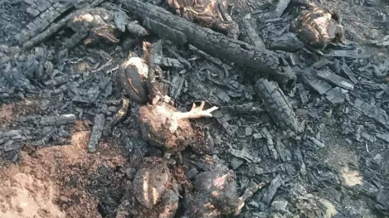 গভীর রাতে পুড়ে ছাই আড়াইশ হাঁশ-মুরগিসহ দোকান