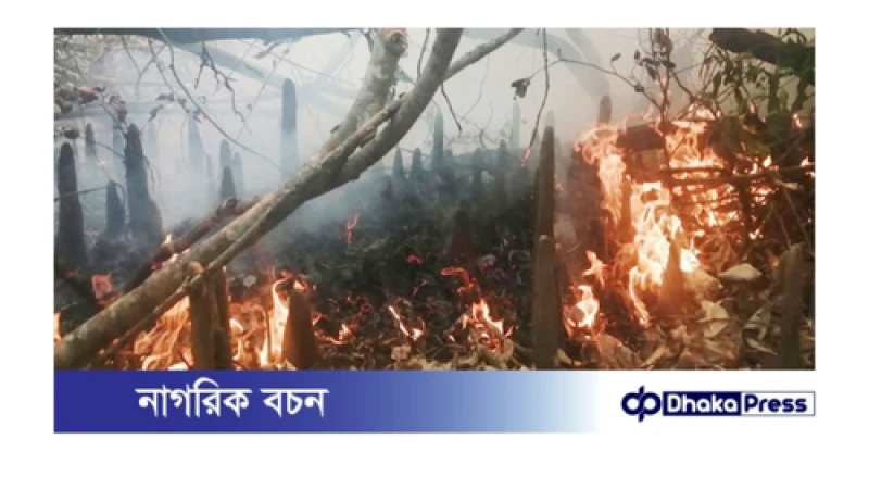 সুন্দরবনে ভয়াবহ অগ্নিকাণ্ড