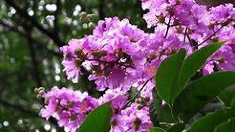 ধনিয়া ইউনিয়নের জারুলবাড়িঃ ভোলা সদর