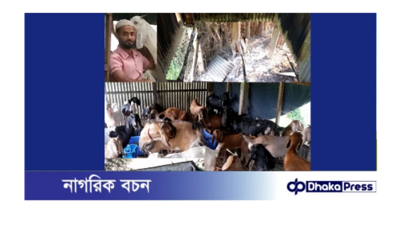 নারায়ণগঞ্জের বন্দরে ছাগলের খামারে আগুন, কেয়ারটেকার সাদ্দাম কে হত্যা চেষ্টা