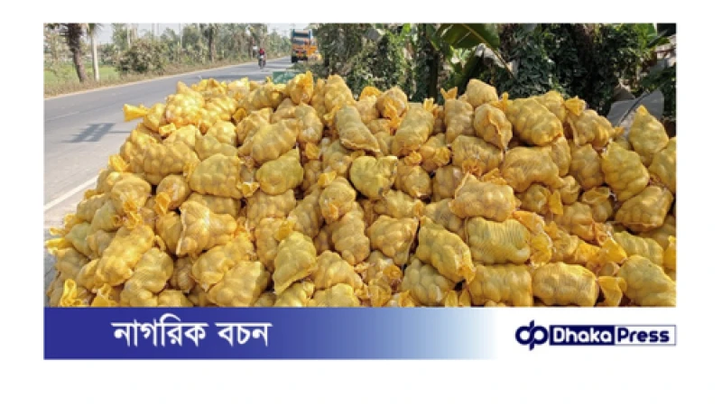 কৃষকের দুঃশ্চিন্তার আলু নিচ্ছে রপ্তানিকারক কোম্পানি