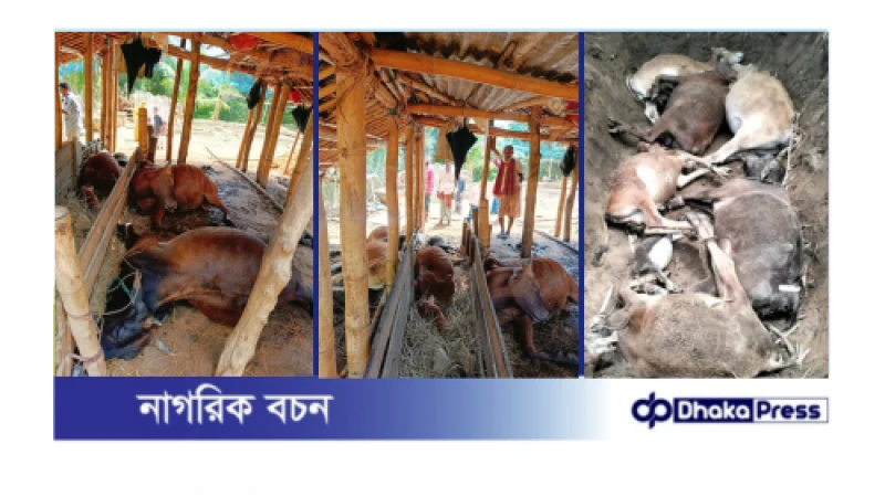 বজ্রপাতে মৃত্যু ৬ টি গরু ও একটি ছাগল