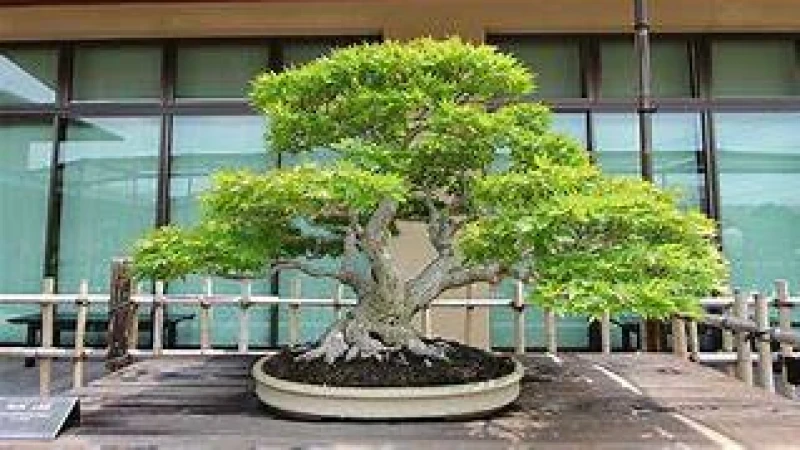 ঘর সাঁজাতে বনসাই