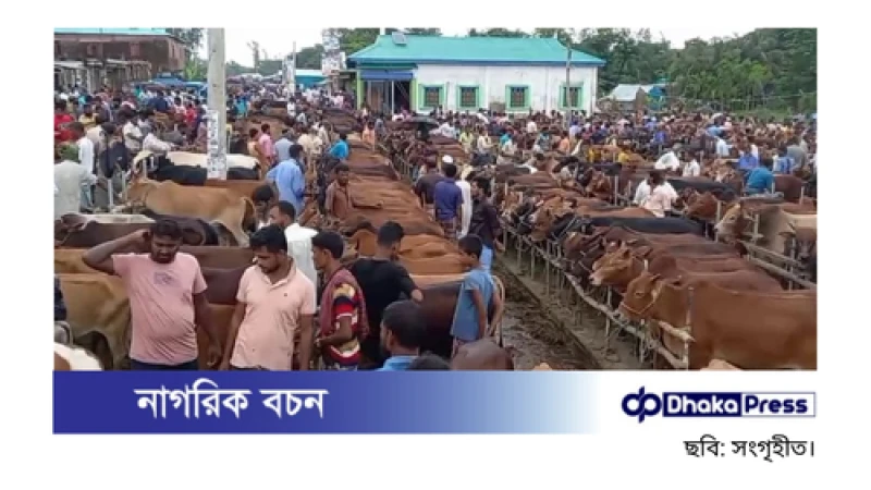 হাতিয়ায় ২৫ বছরের পুরনো গরুর হাটের পাশে জোরপূর্বক বিকল্প হাট, ব্যাপক বিশৃঙ্খলার অভিযোগ