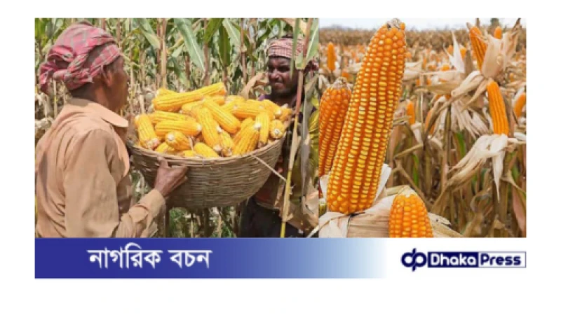 চরাঞ্চলে ভুট্টা চাষে দ্বিগুণ লাভের সম্ভাবনায় কৃষক 