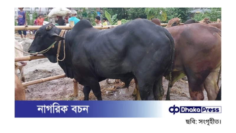 মেরাদিয়ায় গরুর হাট বন্ধের নির্দেশ হাইকোর্টের