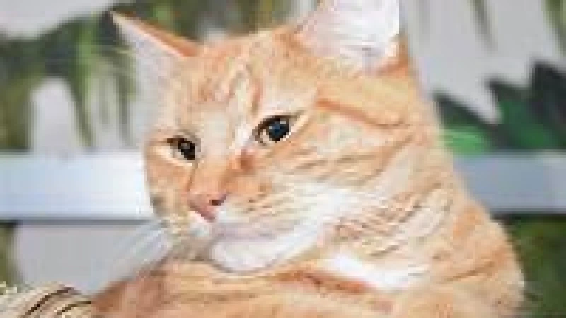 ইসলামে সদাচারের প্রতিদান প্রাণীর প্রতি