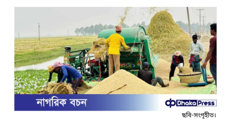 ফলন ও দামে খুশির হাসি চলনবিলের কৃষকের মুখে