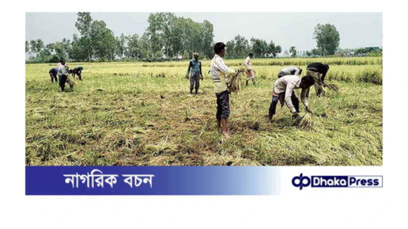 বৈশাখী ঝড়ো বাতাস বোরো ধান চাষীদের দুশ্চিন্তা