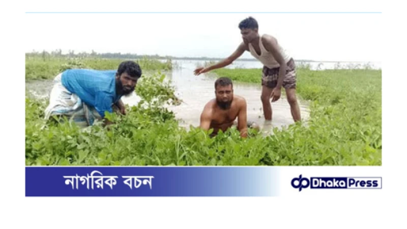 তিস্তার পানি বাড়ায় তলিয়ে গেছে বাদামসহ রবিশষ্য