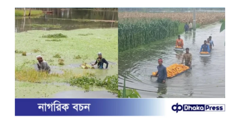 কুড়িগ্রামে টানা বৃষ্টি ও ঢলে ২৯৯ হেক্টর ফসলি জমি পানির নিচে