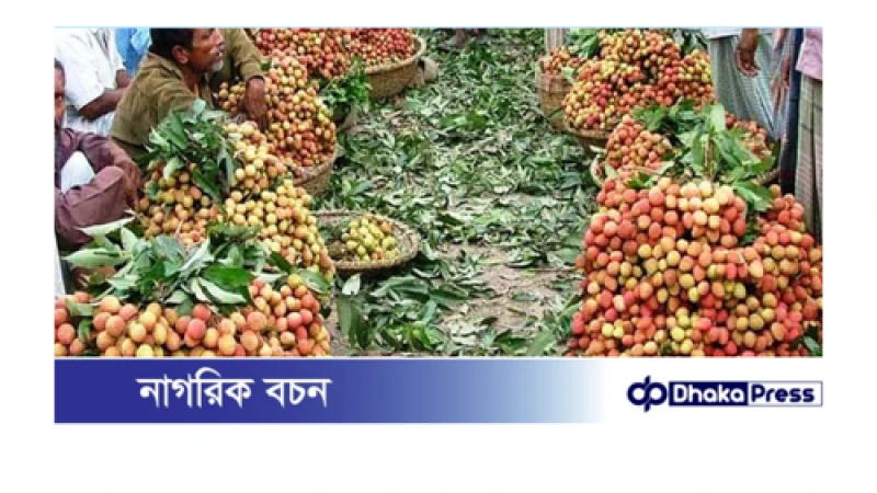 ঈশ্বরদীতে লিচুর উৎপাদনে বিপর্যয়, বাজারে অপরিপক্ব লিচুর দাপট