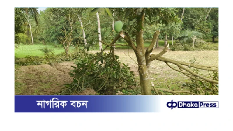 চারঘাটে রায়পুর পৈত্রিক সম্পত্তিতে থাকা আমগাছ,কলাগাছ ও মেহগনি গাছ কেটে সাবাড় করেছে দুর্বৃত্তরা 