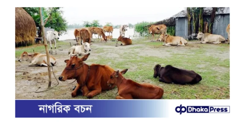 কুড়িগ্রাম আর মঙ্গা কবলিত নয়,স্বাবলম্বী কাতারে