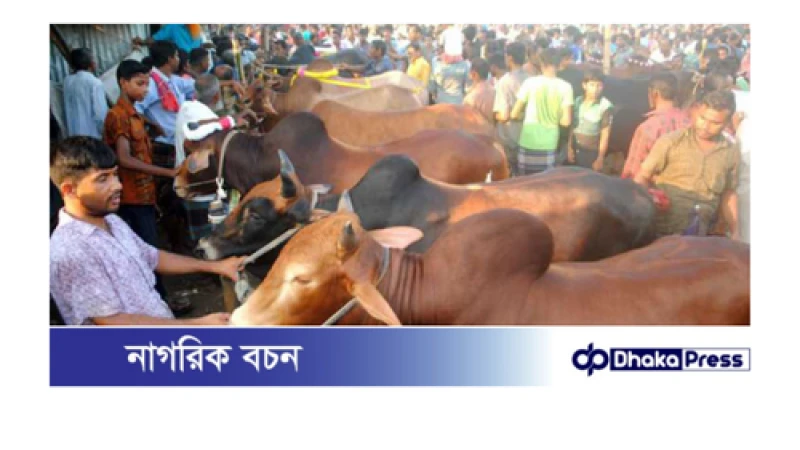 যানজট ভোগান্তি প্রধান সমস্যা সল্টগোলায় অস্থায়ী পশুর হাট অপসারণের দাবি স্থানীয় বাসিন্দাদের