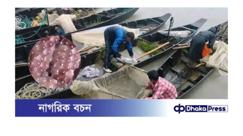 হালদা নদীতে পূর্ণোদ্যমে ডিম ছেড়েছে কার্প জাতীয় মা মাছ