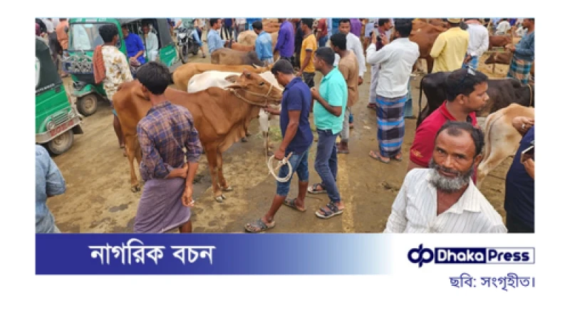 ফটিকছড়িতে জমে উঠেছে কোরবানির পশুর হাট
