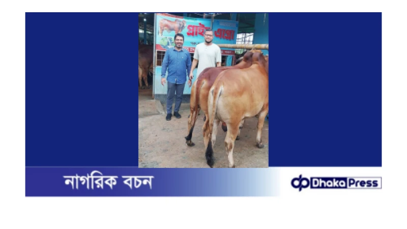 পতেঙ্গায় প্রাইম এগ্রোর সুন্দর ও পছন্দনীয় গরু বিক্রয় কার্যক্রম চলছে