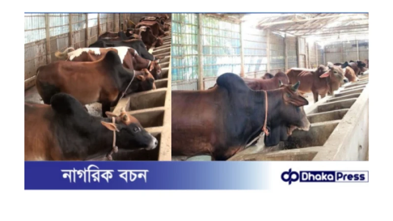 কেজিতে বিক্রি হচ্ছে কুড়িগ্রামের খামারে গরু-ছাগল