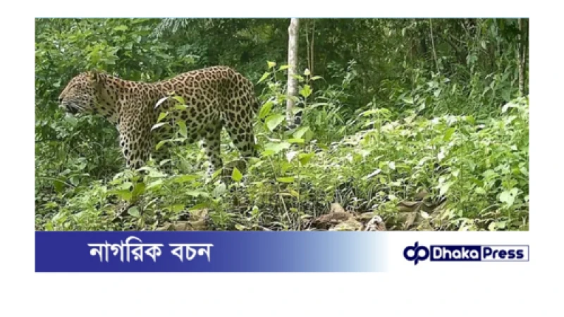 পার্বত্য চট্টগ্রামে আবারও চিতাবাঘের দেখা — বন্যপ্রাণী সংরক্ষণে আশাজাগানিয়া সাফল্য