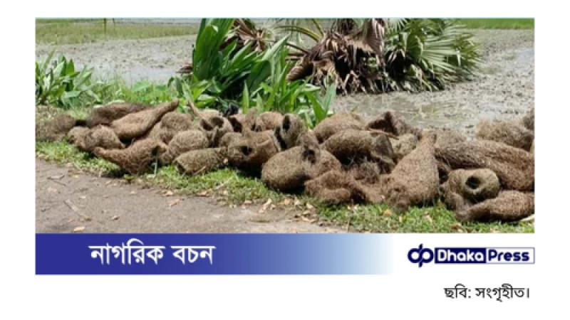 ঝালকাঠিতে তালগাছ কেটে শতাধিক বাবুই পাখির ছানা হত্যা, দুটি মামলা দায়ের