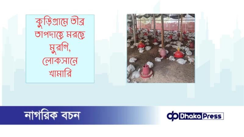 কুড়িগ্রামে তীব্র তাপদাহে মরছে মুরগি, লোকসানে খামারি