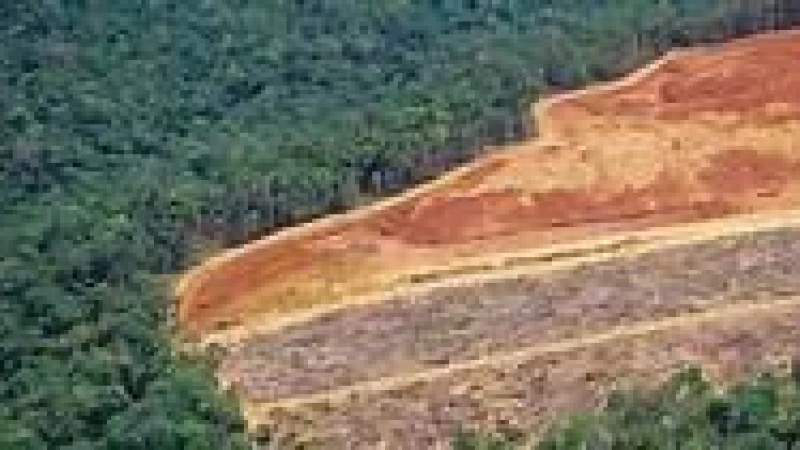 আমাজনে ৩১ শতাংশ কমেছে বনউজাড়