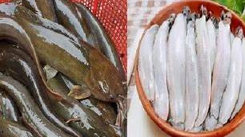 শিং মাছ পরিষ্কারে সহজ সমাধান