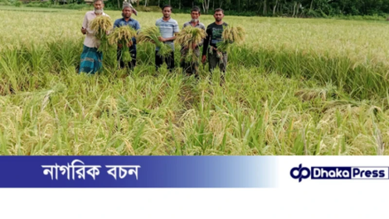 মুরাদনগরে সোনালি আউশ ধান ঘরে তোলার উৎসব