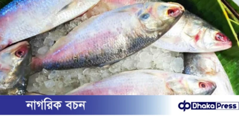 ইলিশ খাওয়ার উপকারিতা