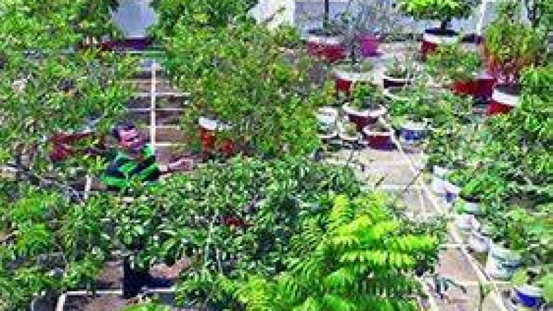 বৃক্ষমেলায় চারিদিকে সবুজের আহ্বান