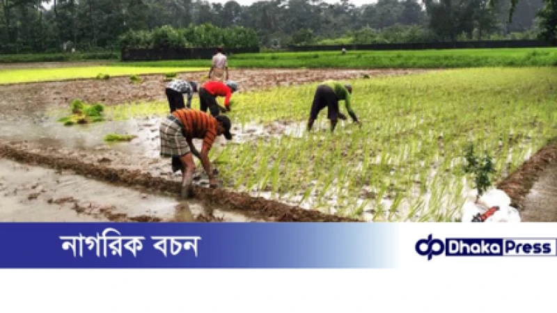 রাজিবপুরে রোপা আমন ধান চাষে ব্যস্ত কৃষকরা