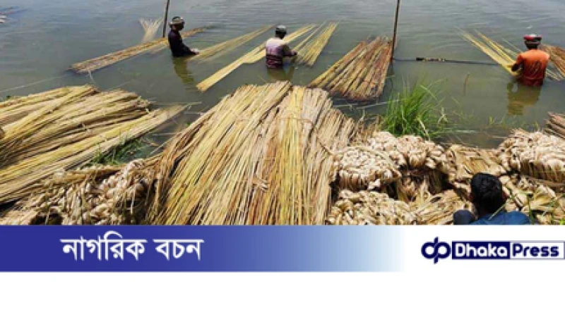 বাংলাদেশের কাঁচাপাট ১২ দেশে রপ্তানি