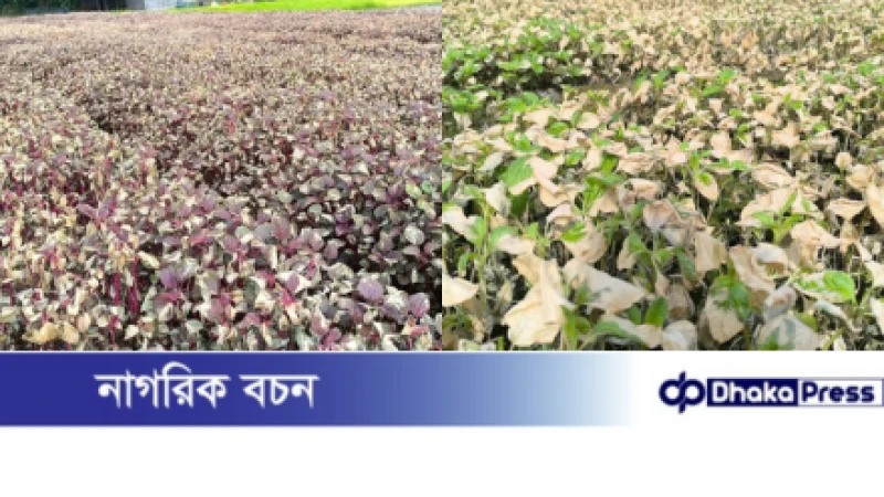 দেবিদ্বারে কৃষকের ৬০ শতাংশ জমির শাক নষ্ট, ব্যবসায়ীর বিরুদ্ধে অভিযোগ