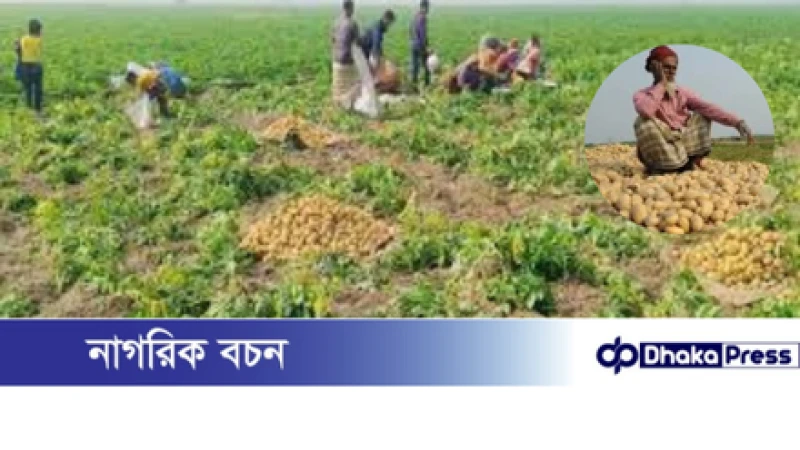 অধিক চাষ ও অতিরিক্ত সরবরাহে আলুর দামে ধস