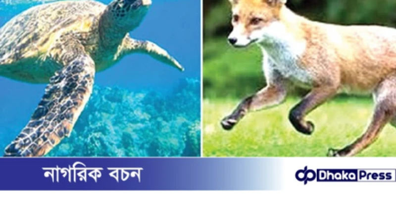 শিয়াল থেকে কাছিম সবই পাচার হয়!!