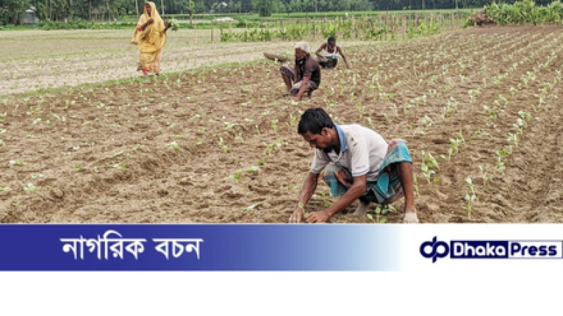 কুড়িগ্রামে সার-বীজ সংকট, দুশ্চিন্তায় আগাম সবজি চাষিরা