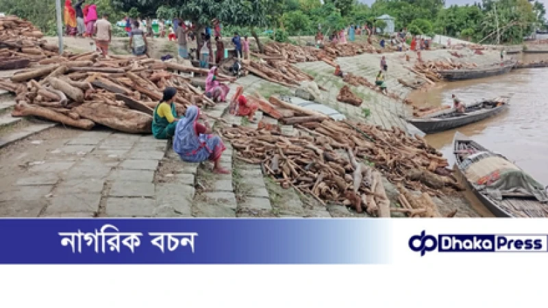 চিলমারীতে ভেসে আসছে ভারতীয় হরেক রকম কাঠসহ বিষাক্ত সাপ, আতঙ্কে ব্রহ্মপুত্র নদের তীরের মানুষেরা।