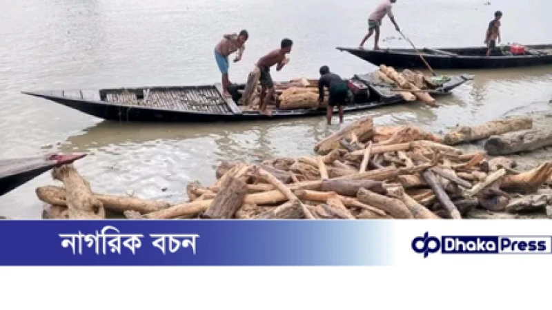 ভারত থেকে ভেসে আসা কাঠের সঙ্গে সাপও আসছে, আতঙ্কে চিলমারীর নদীতীরের মানুষ।