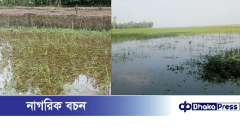 কুড়িগ্রামে পানির নিচে জমির ফসল, ভিটেছাড়া শতাধিক পরিবার
