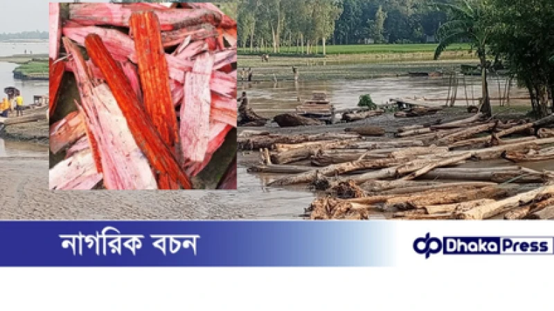 ভারত থেকে ভেসে আসা গুঁড়ি কুড়িগ্রামে ‘লাল চন্দন’ ভেবে বিক্রির ধুম